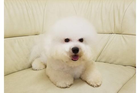 販売中のビションフリーゼの親犬